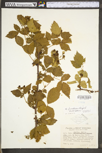 Rubus frondosus image