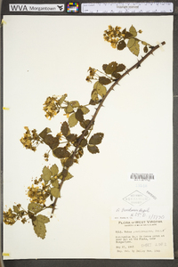 Rubus frondosus image