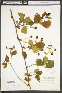 Rubus frondosus image