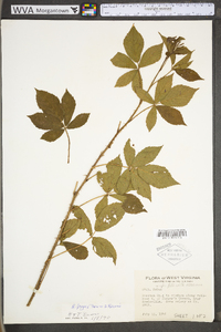 Rubus fryei image