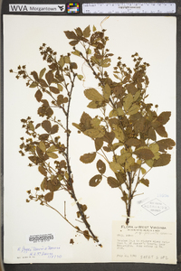 Rubus fryei image