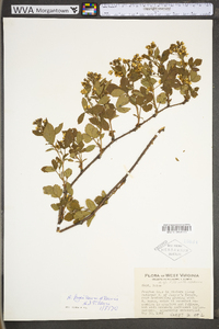 Rubus fryei image