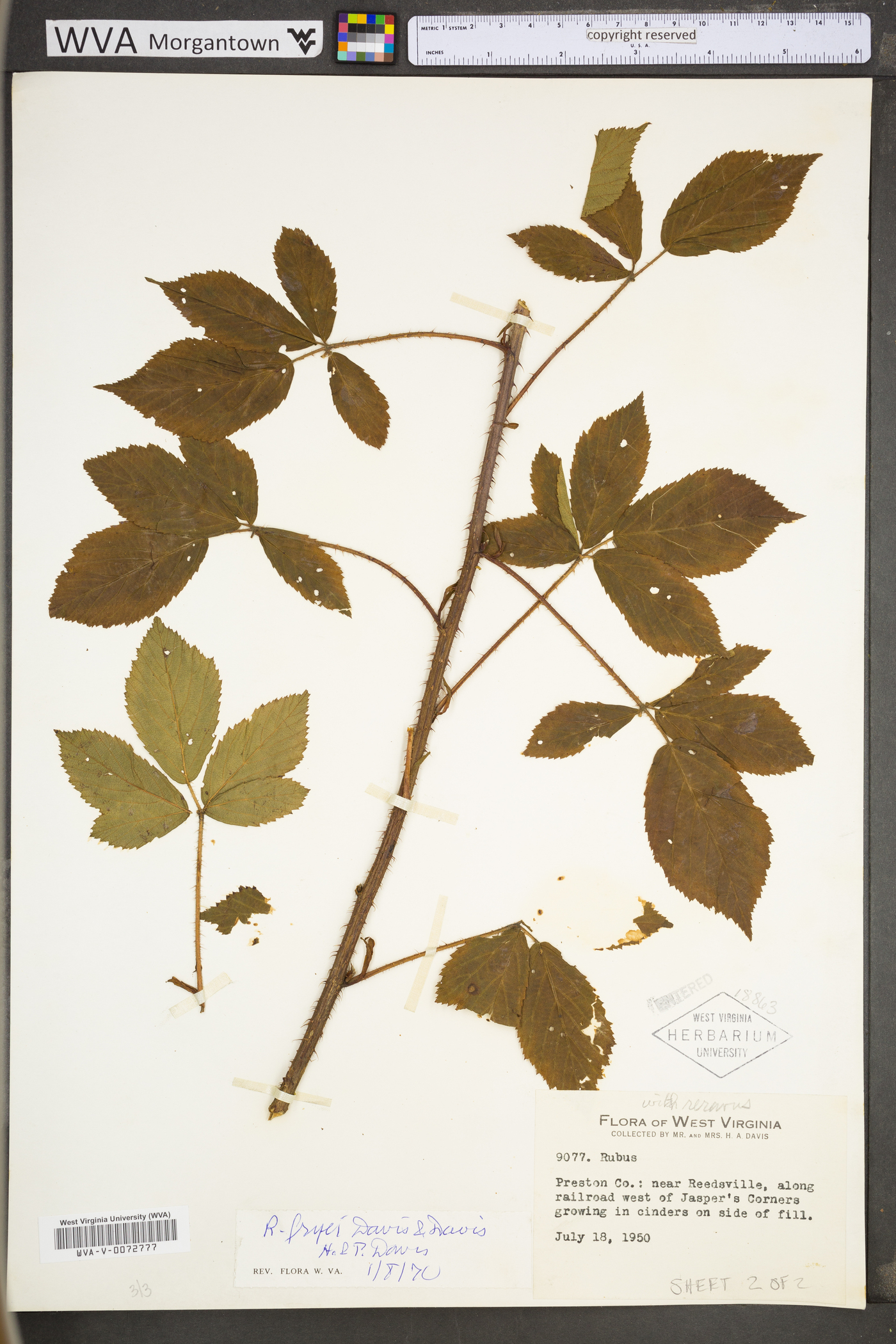 Rubus fryei image