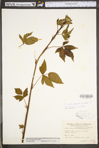 Rubus heterophyllus image