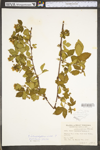 Rubus heterophyllus image