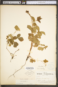 Rubus hispidus image