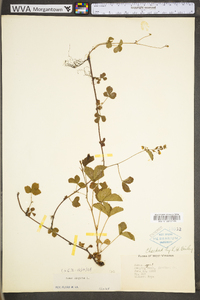 Rubus hispidus image