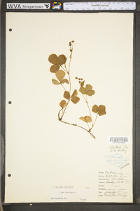 Rubus hispidus image