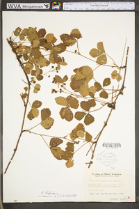 Rubus hispidus image