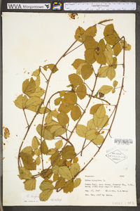 Rubus hispidus image