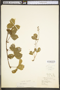 Rubus hispidus image