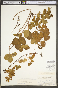 Rubus hispidus image