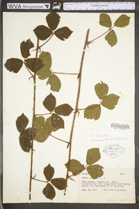 Rubus hispidus image