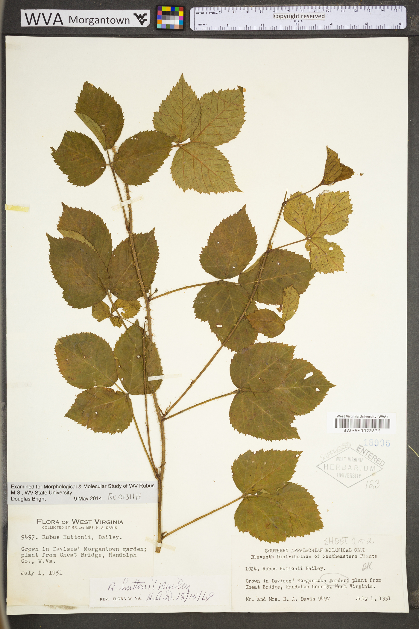 Rubus huttonii image