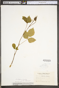 Rubus huttonii image