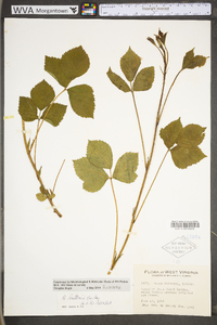 Rubus huttonii image