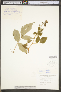 Rubus huttonii image