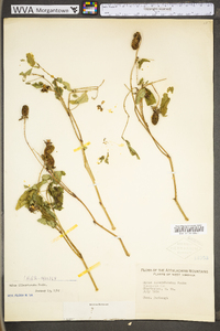 Rubus illecebrosus image