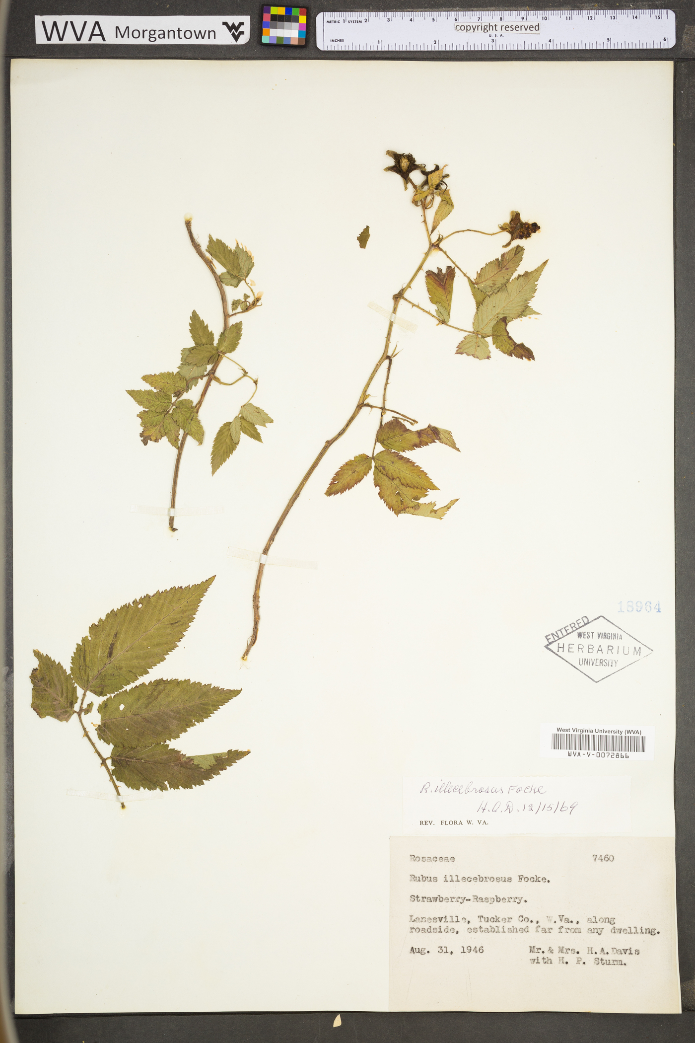 Rubus illecebrosus image