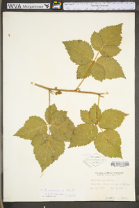 Rubus invisus image