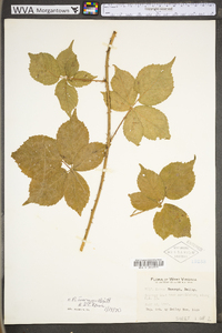 Rubus invisus image