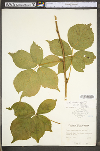 Rubus invisus image