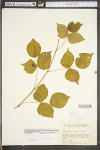 Rubus invisus image