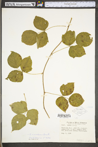 Rubus invisus image