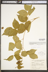 Rubus invisus image