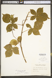 Rubus invisus image