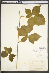 Rubus invisus image