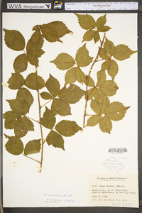 Rubus invisus image