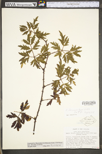 Rubus laciniatus image