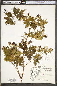 Rubus laciniatus image