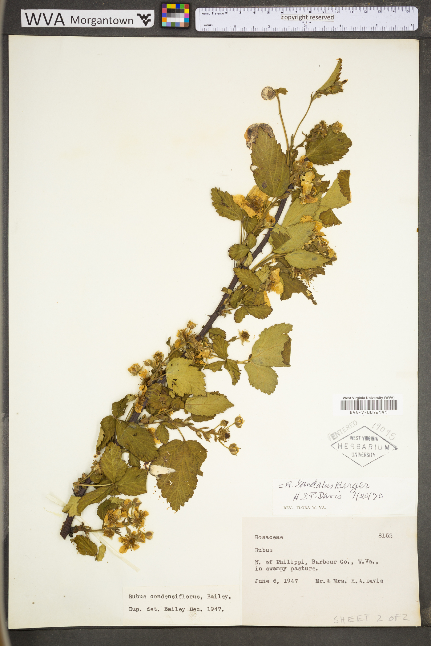 Rubus laudatus image