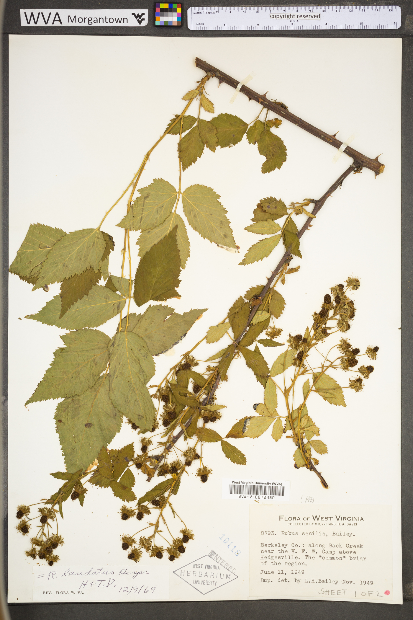 Rubus laudatus image