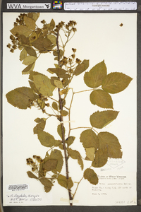 Rubus laudatus image