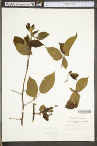 Rubus laudatus image