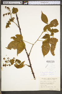 Rubus laudatus image