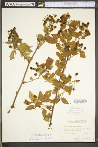 Rubus laudatus image