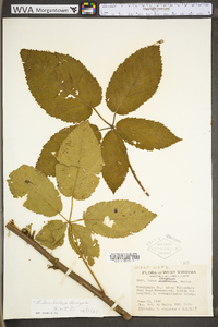 Rubus laudatus image