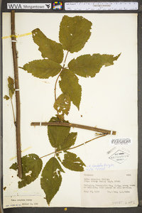 Rubus laudatus image