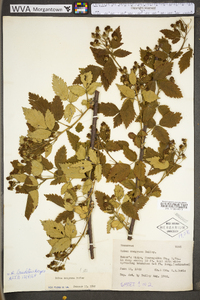 Rubus laudatus image