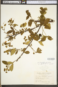 Rubus laudatus image