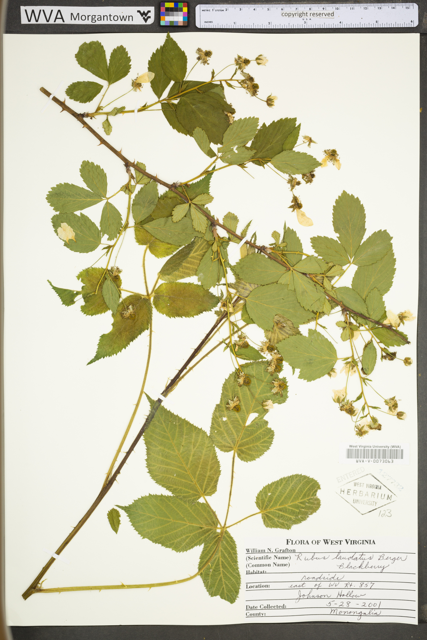 Rubus laudatus image