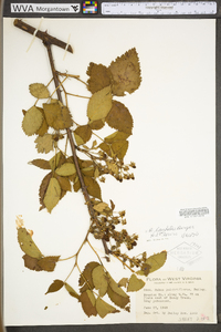 Rubus laudatus image