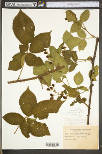 Rubus laudatus image