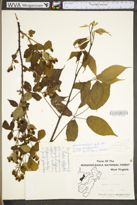 Rubus allegheniensis var. allegheniensis image
