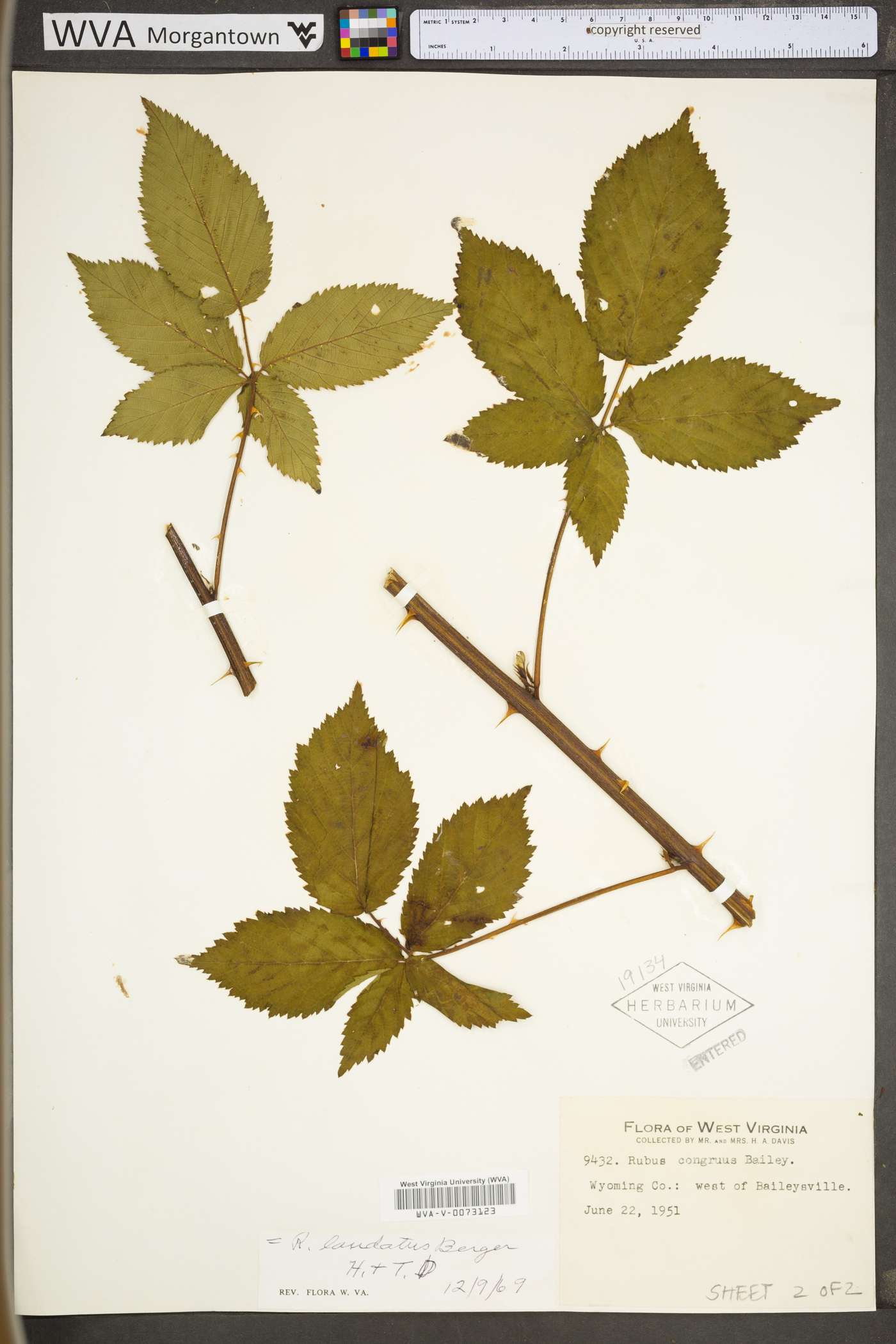 Rubus laudatus image
