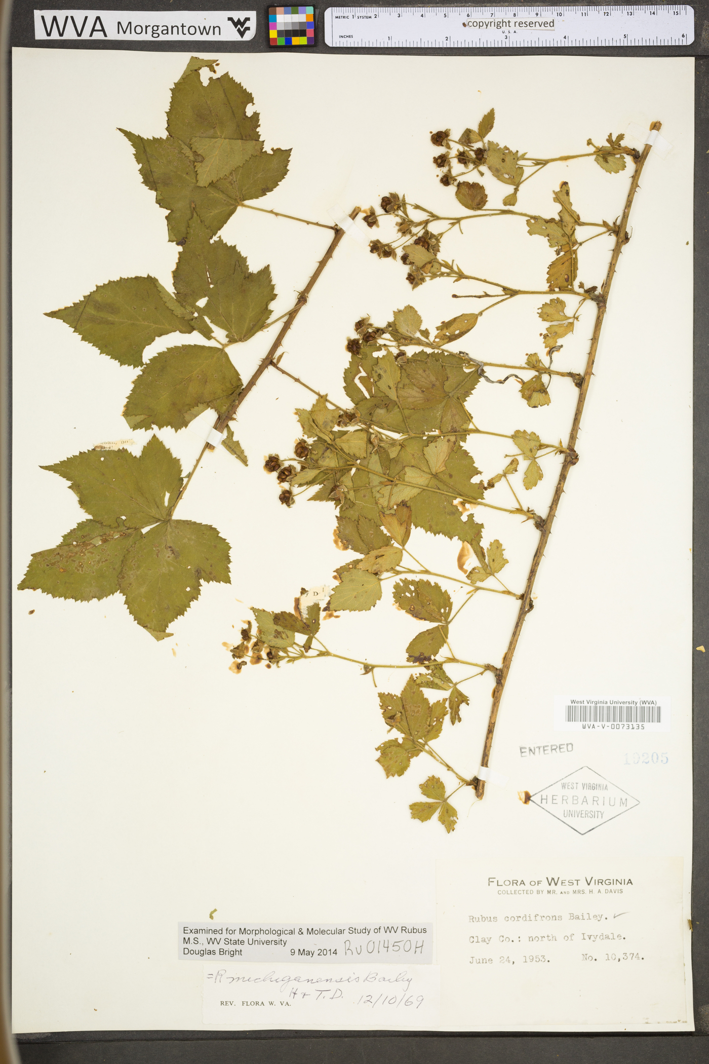 Rubus michiganensis image